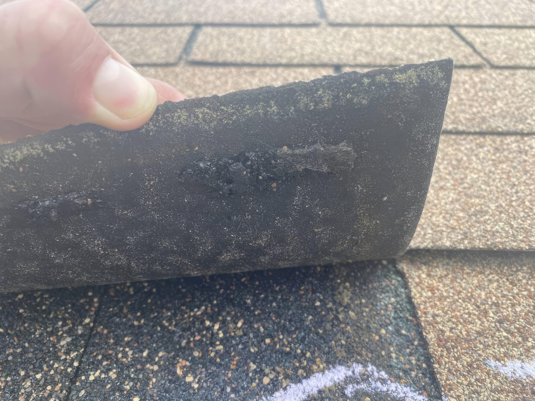 A shingle lifted at the edge during an inspection to check its seal